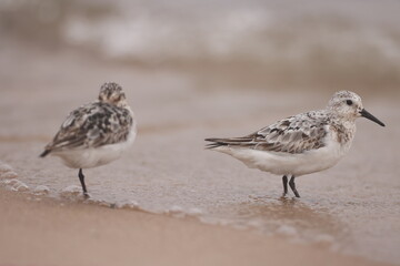 Sanderlings on Lake Michigan beach.