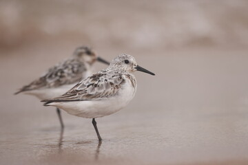 Sanderlings on Lake Michigan beach