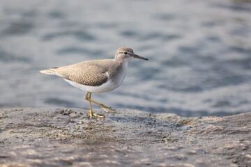 Spotted sandpiper on rock. 