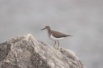 Spotted sandpiper on Lake Michigan rock