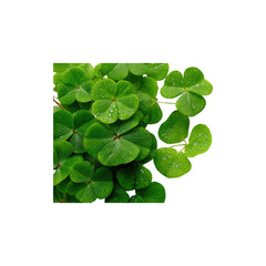 Green clover plant close-up natural lucky shamrock foliage fresh healthy vibrant leaves St. Patrick’s Day symbol isolated on white background