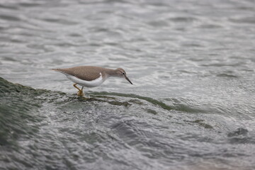 Spotted sandpiper wading in lake michigan