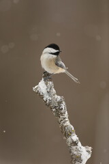 Chickadee on snow covered birch