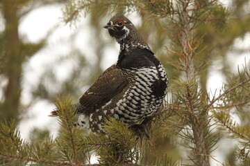 Spruce grouse on balsam fir.