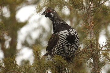 Spruce grouse in a balsam fir
