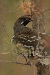 Spruce grouse in the fir tree