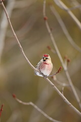 Redpoll on branch