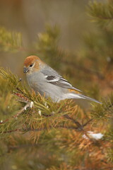 Female pine grosbeak on balsam fir branch.