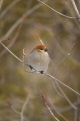 Female pine grosbeak on a branch along Gunflint Trail Minnesota