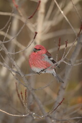Male pine grosbeak perched on branch.