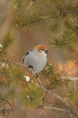 Female pine grosbeak on balsam fir