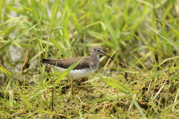Greater yellowlegs in the grass