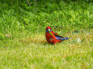  Fat Crimson Rosella Eating Leaf