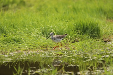 Greater yellowlegs walking through wetland.