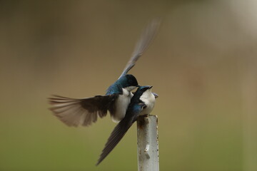 tree swallowtails mating on post