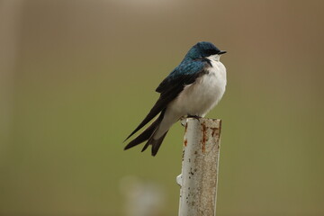 Tree swallow on fence post