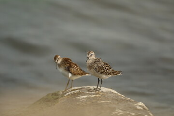 Sanderling and least sandpiper on rock by lakeshore