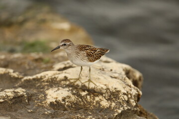 Spotted sandpiper on rock