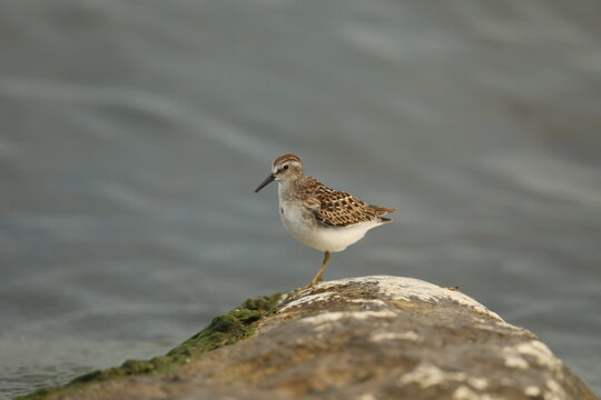 Least sandpiper on rock