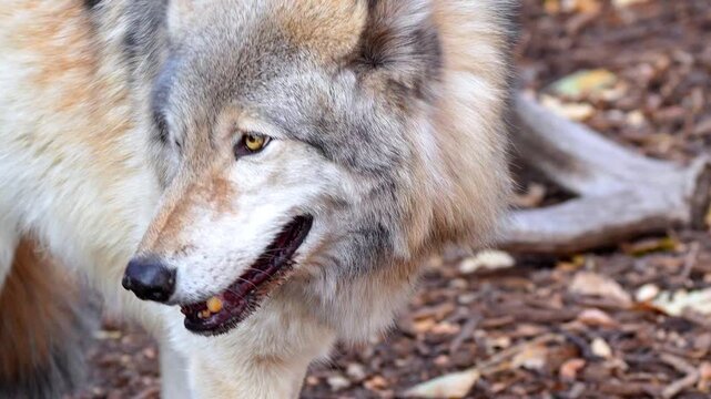 Grey Wolf Walking in Forest in 120fps 4K Slow Motion. Majestic Wild Canine with Detailed Fur and Piercing Eyes Captured in Cinematic High-Detail Wildlife Footage.