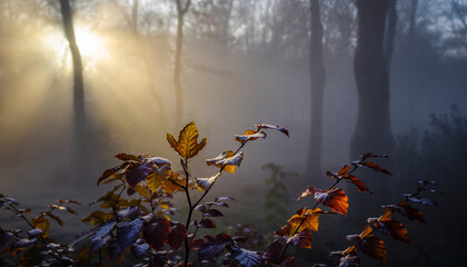 Sunbeams pierce through misty forest foliage, illuminating autumn leaves dusted with frost