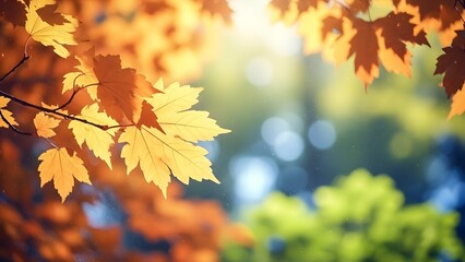 Autumn leaves in sunlight warm colors and bokeh background
