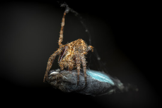 Australian Orb Weaving Spider feasting on a butterfly. - Powered by Adobe