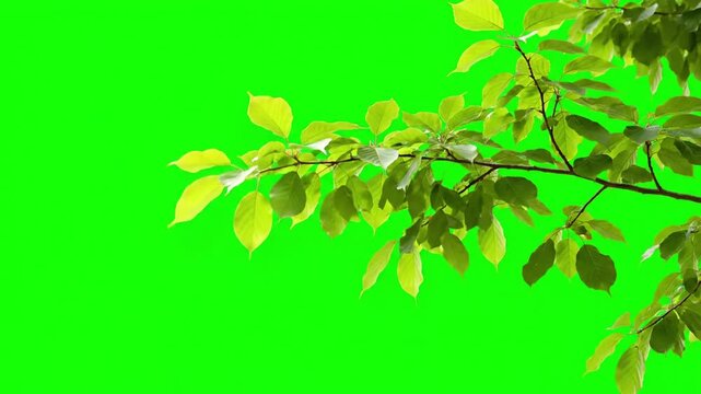 Isolated organic movement of a single, delicate tree branch with vibrant green leaves, swaying gracefully against a solid green screen backdrop. Focus on the natural, fluid motion.