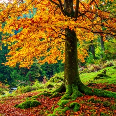Store enrouleur  Autumn Tree with Golden Yellow Leaves and Exposed Root System on Mossy Ground fall foliage  © lilyax