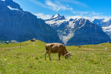 スイスの絶景 © LAYW