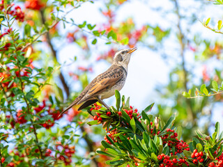 ピラカンサとツグミ