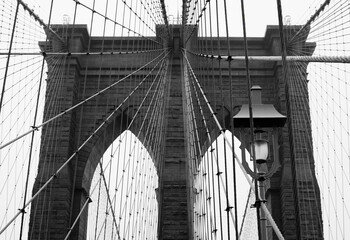 Fototapeta premium Vines