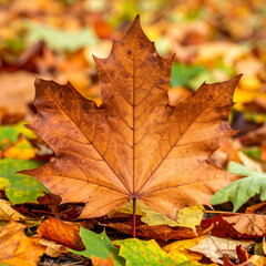 Fototapeta premium Single Brown Maple Leaf Resting on a Bed of Colorful Autumn Leaves fall nature