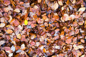 Autumn Leaves Covering the Ground
