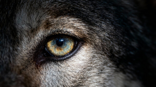 Extreme close-up photograph focusing intensely on the eye of a wolf or wolf-like dog, capturing the detail, texture, and color of the iris.