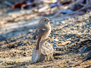 地面を歩くジョウビタキのメス