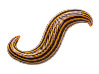 Segmented Leech with Yellow and Black Stripes invertebrate