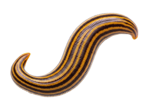 Segmented Leech with Yellow and Black Stripes invertebrate