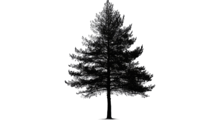 Pine tree with evergreen needles tall natural conifer silhouette detailed forest foliage lush woodland botanical form isolated on white background