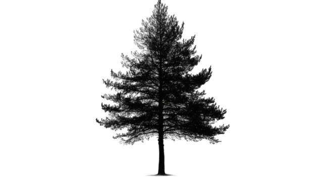 Pine tree with evergreen needles tall natural conifer silhouette detailed forest foliage lush woodland botanical form isolated on white background