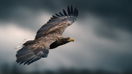 unclosed. Eagle in flight against a sky background with its wings spread wide. wildlife magazines, conservation campaigns, designed for eco-tourism storytelling, used by financial analysts.
