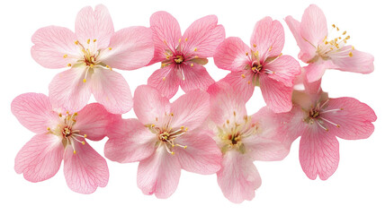Delicate pink cherry blossom with soft floral petals vibrant spring bloom natural botanical detail gentle seasonal flower isolated on white background