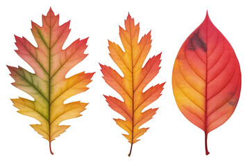 Three Watercolor Autumn Leaves Side by Side fall leaf