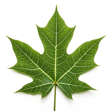 Brachychiton Populneus Elegant Kurrajong Tree Frond with Large, Heart-Shaped Green Leaves and Textured Surface Creating a Graceful Botanical Display on a Clean Pristine Pure White Background
