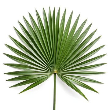 Hemithrinax Ekmaniana Leaf Rare Cuban Thatch Palm Frond with Distinct Radiating Segments and Textured Silvery-Green Tones Presenting Unique Tropical Character on a Clean Prist
