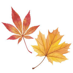Two Watercolor Autumn Maple Leaves fall leaf