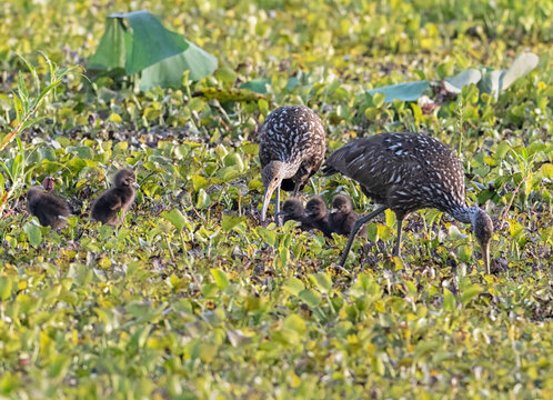 Adult limpkins (Aramus guarauna) feeding chicks with snails in Cullinan Park, Texas