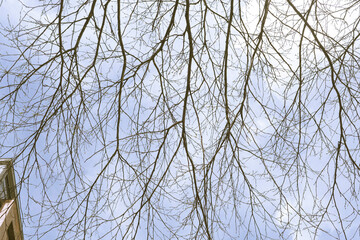 Dry tree stem without leaves 