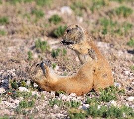 Juvenile black‑tailed prairie dogs (Cynomys ludovicianus) interacting playfully with each other in Prairie dog city, Lubbock, Texas