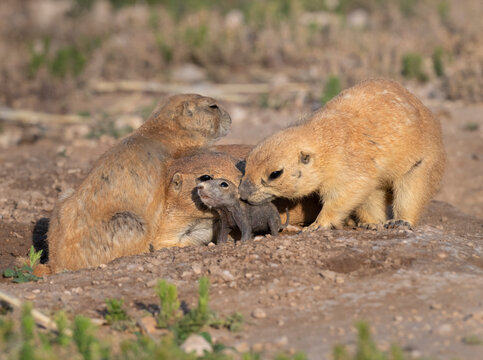 Family of black‑tailed prairie dogs (Cynomys ludovicianus) interacting  with each other in Prairie dog city, Lubbock, Texas